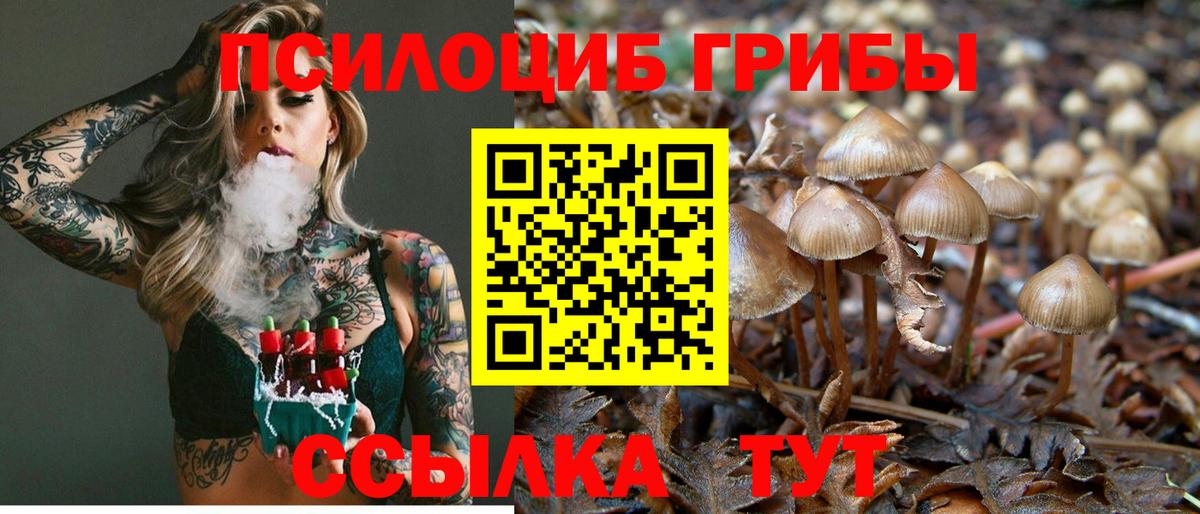 Псилоцибиновые грибы Psilocybine cubensis Балашов